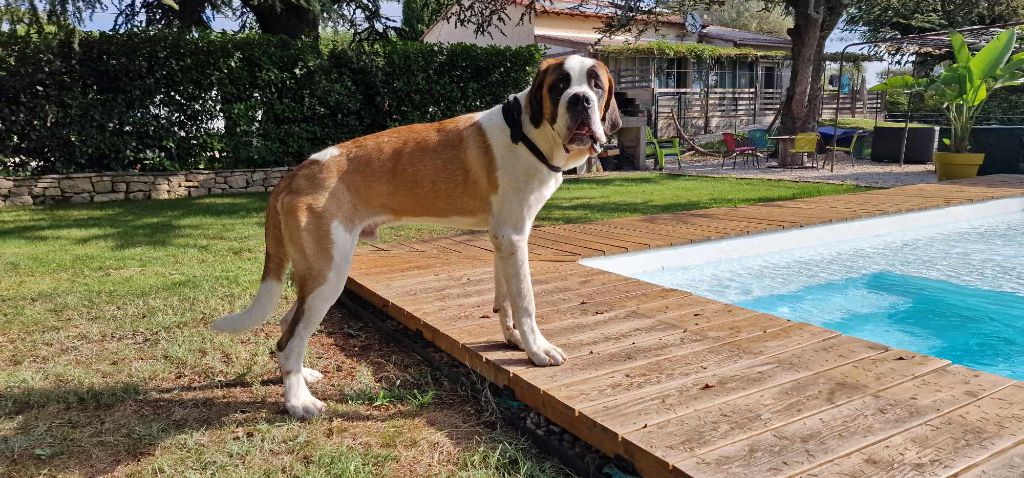 Des Joyaux De Daly - Chiot disponible  - Chien du Saint-Bernard