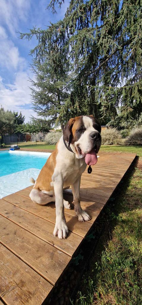 Des Joyaux De Daly - Chiot disponible  - Chien du Saint-Bernard