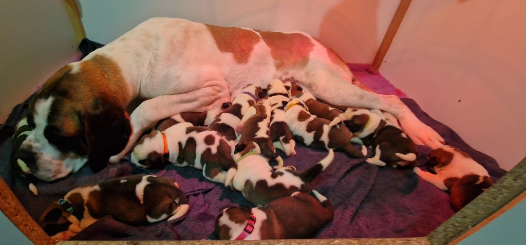 Chiot Chien du Saint-Bernard Des Joyaux De Daly